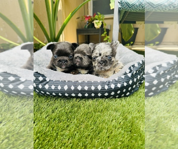 Medium Photo #1  Breeder Profile in SAN ANTONIO, TX, USA