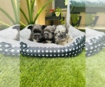 Small breeder photo