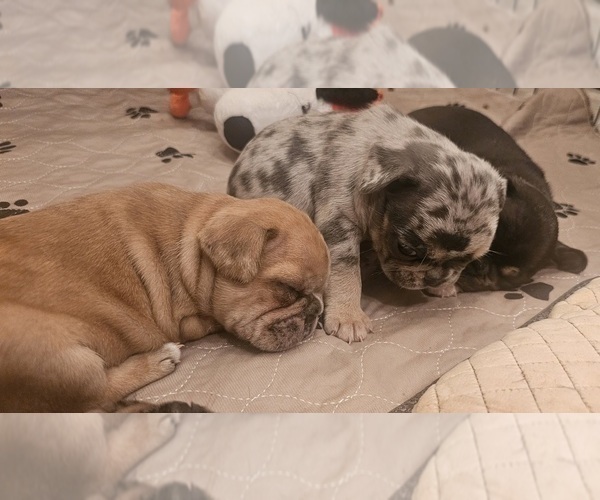 Medium Photo #34  Breeder Profile in CHINO HILLS, CA, USA