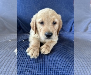 Golden Retriever Dog Breeder near SOUTH WATERFORD, ME, USA
