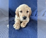 Small breeder photo