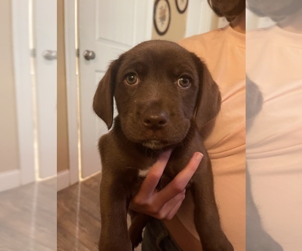 Medium Photo #14  Breeder Profile in WESTFIELD, NC, USA