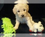 Small breeder photo