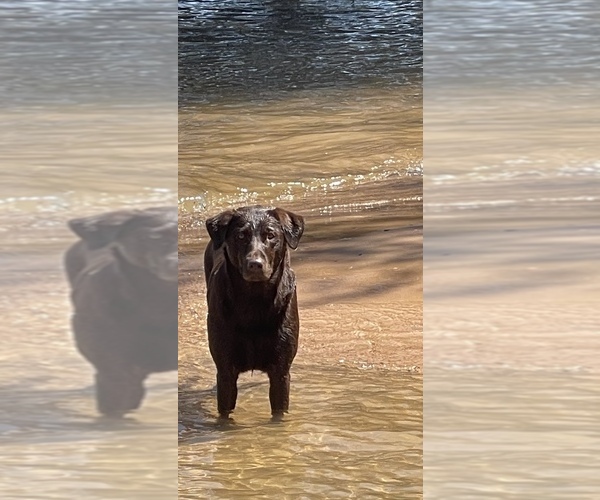 Medium Photo #1  Breeder Profile in LYMAN, SC, USA