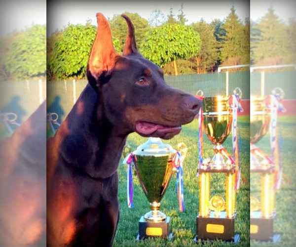 Medium Photo #1  Breeder Profile in FRUITA, CO, USA