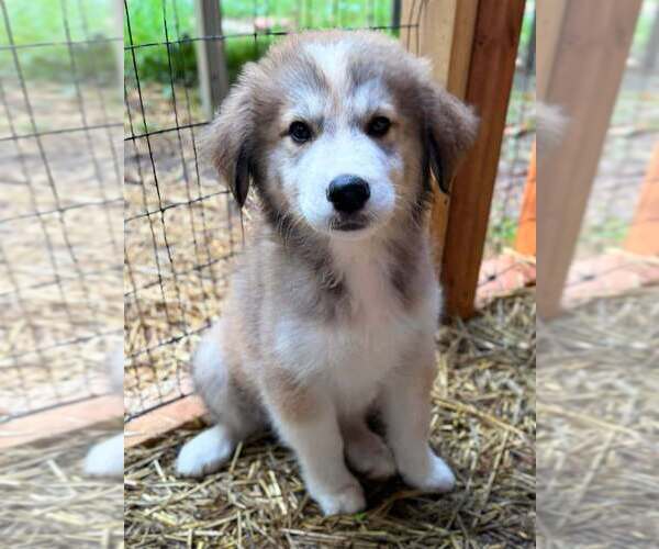Medium Photo #12  Breeder Profile in HICKORY, NC, USA