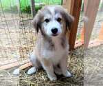 Small #11 Breeder Profile image
