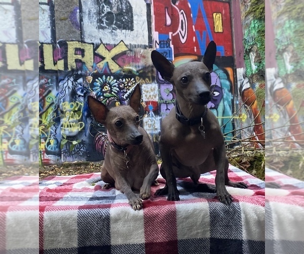 Medium Photo #1  Breeder Profile in VERNONIA, OR, USA