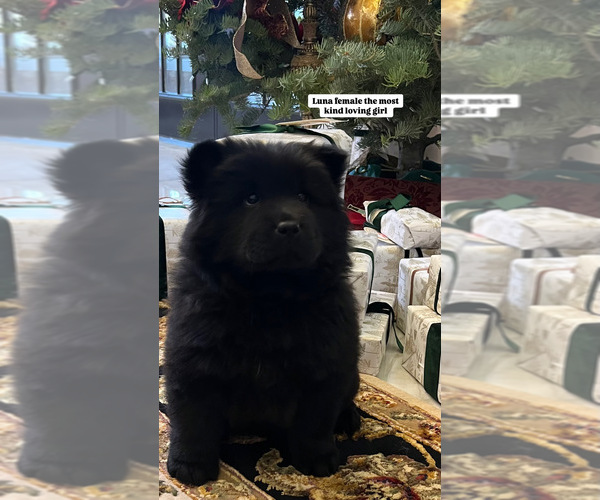 Medium Photo #5  Breeder Profile in SAINT GEORGE, UT, USA