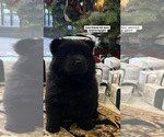 Small #4 Breeder Profile image