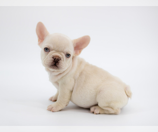 Medium Photo #5  Breeder Profile in ORLANDO, FL, USA