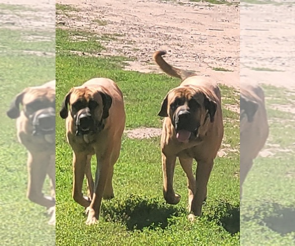 Medium Photo #1  Breeder Profile in WILLOW RIVER, MN, USA