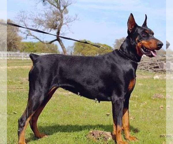 Medium Photo #4  Breeder Profile in BOYD, TX, USA