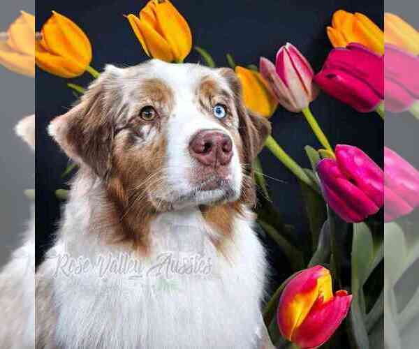 Medium Photo #1  Breeder Profile in TROUT RUN, PA, USA