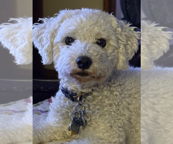 Medium Photo #20  Breeder Profile in PICKFORD, MI, USA