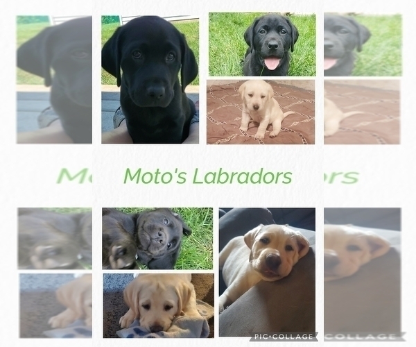 Medium Photo #1  Breeder Profile in PONTIAC, IL, USA