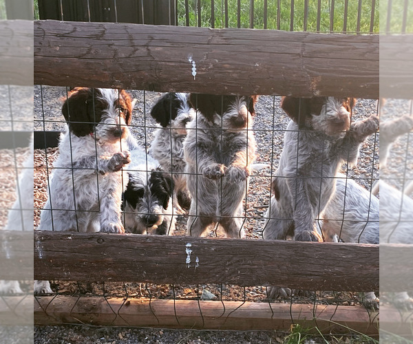 Medium Photo #1  Breeder Profile in ALLEGHENYVILLE, PA, USA