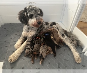 Golden Mountain Doodle  Dog Breeder near RENTON, WA, USA