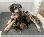 Small breeder photo