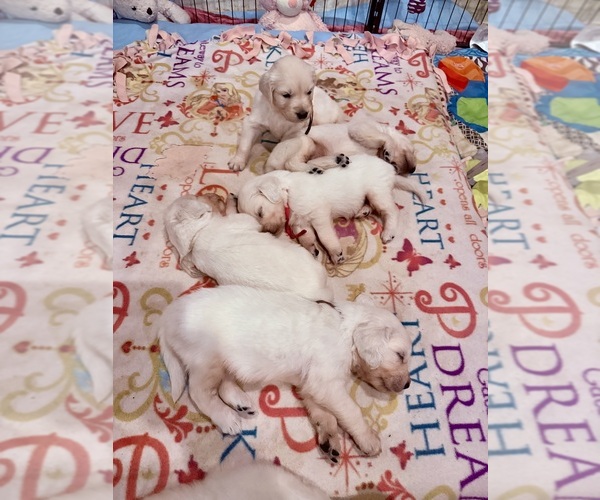 Medium Photo #15  Breeder Profile in MEDFORD TOWNSHIP, NJ, USA