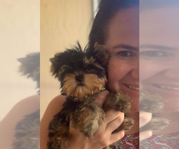 Medium Photo #4  Breeder Profile in CORAL SPRINGS, FL, USA