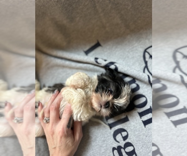 Medium Photo #5  Breeder Profile in HARRISBURG, PA, USA