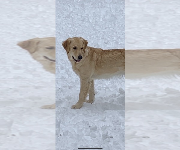 Medium Photo #18  Breeder Profile in LAKE GEORGE, NY, USA