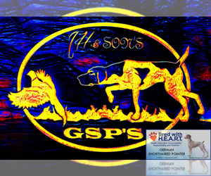 German Shorthaired Pointer Dog Breeder near EVANSVILLE, WY, USA