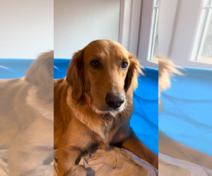 Golden Retriever Dog Breeder near CHESNEE, SC, USA