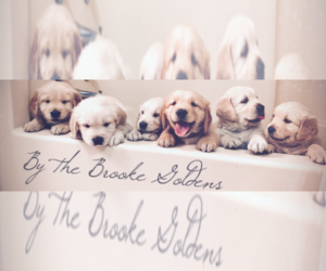 Golden Retriever Dog Breeder near FREDONIA, KS, USA