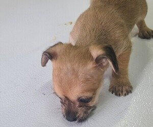 Yorkshire Terrier Dog Breeder near ARVADA, CO, USA
