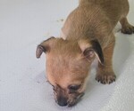 Small breeder photo