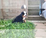 Small breeder photo