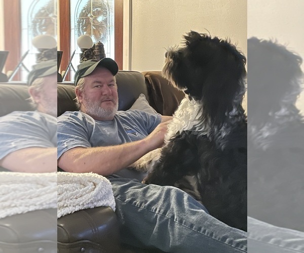 Medium Photo #45  Breeder Profile in BAYTOWN, TX, USA