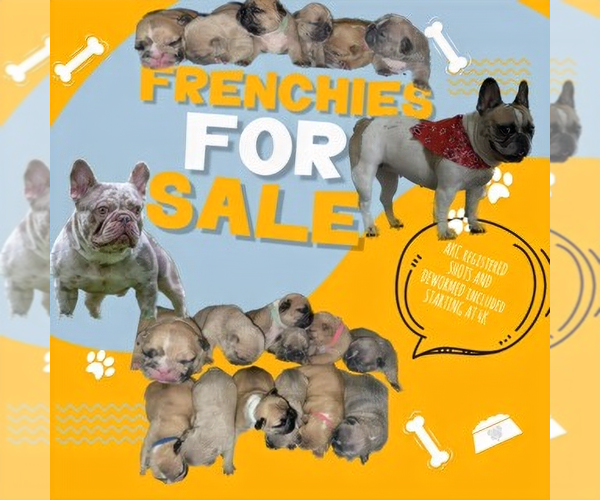 Medium Photo #1  Breeder Profile in ATLANTA, GA, USA