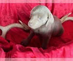 Small breeder photo