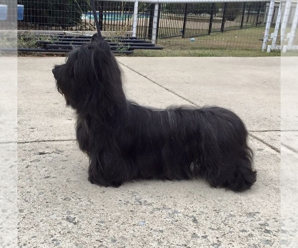 Medium Photo #8  Breeder Profile in LAKESIDE, CA, USA