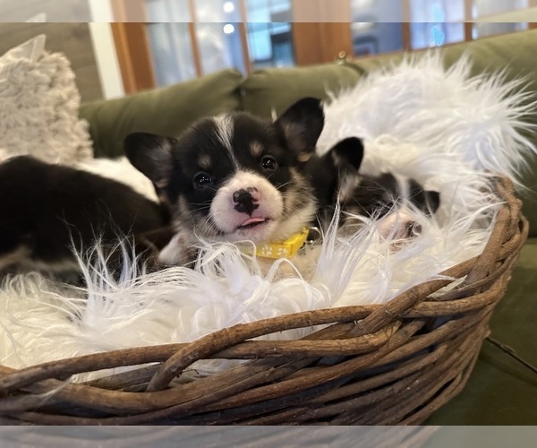 Medium Photo #22  Breeder Profile in PERKINSVILLE, VT, USA