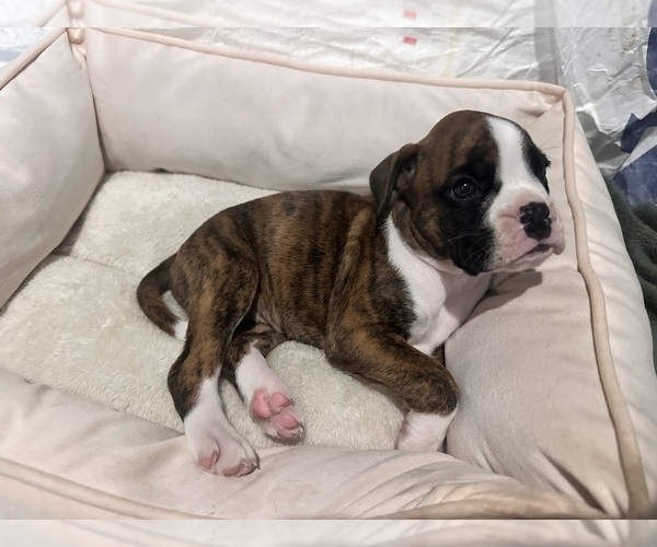 Medium Photo #1  Breeder Profile in PUNTA GORDA, FL, USA