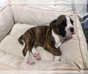 Boxer Dog Breeder near PUNTA GORDA, FL, USA