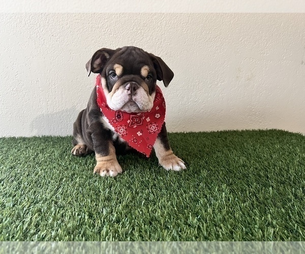 Medium Photo #1  Breeder Profile in RIALTO, CA, USA