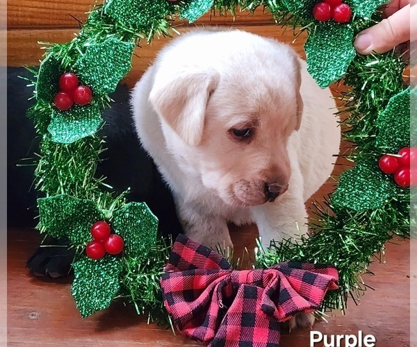 Medium Photo #8  Breeder Profile in LAFAYETTE, TN, USA