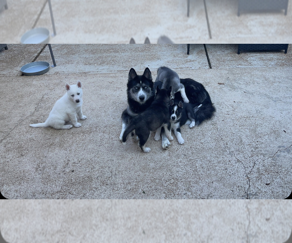 Medium Photo #1  Breeder Profile in CEDAR HILL, MO, USA