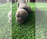 Small #2 Breeder Profile image