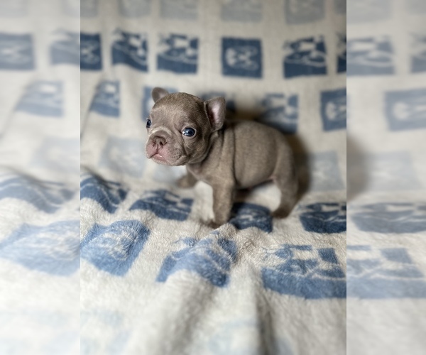 Medium Photo #1  Breeder Profile in ANAHEIM, CA, USA