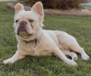 French Bulldog Dog Breeder near SNELLVILLE, GA, USA