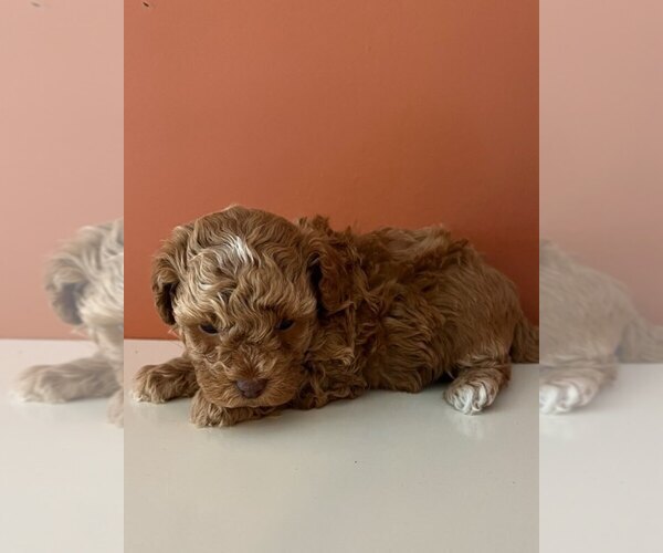 Medium Photo #3  Breeder Profile in DENHAM SPGS, LA, USA