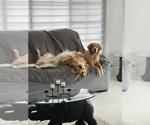 Medium Photo #1  Breeder Profile in CORAL SPRINGS, FL, USA