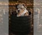 Small #11 Breeder Profile image