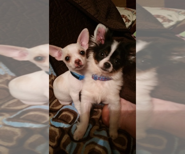 Medium Photo #1  Breeder Profile in SOUTH WEST CITY, MO, USA